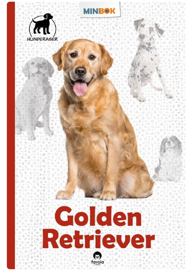 Golden Retriver
